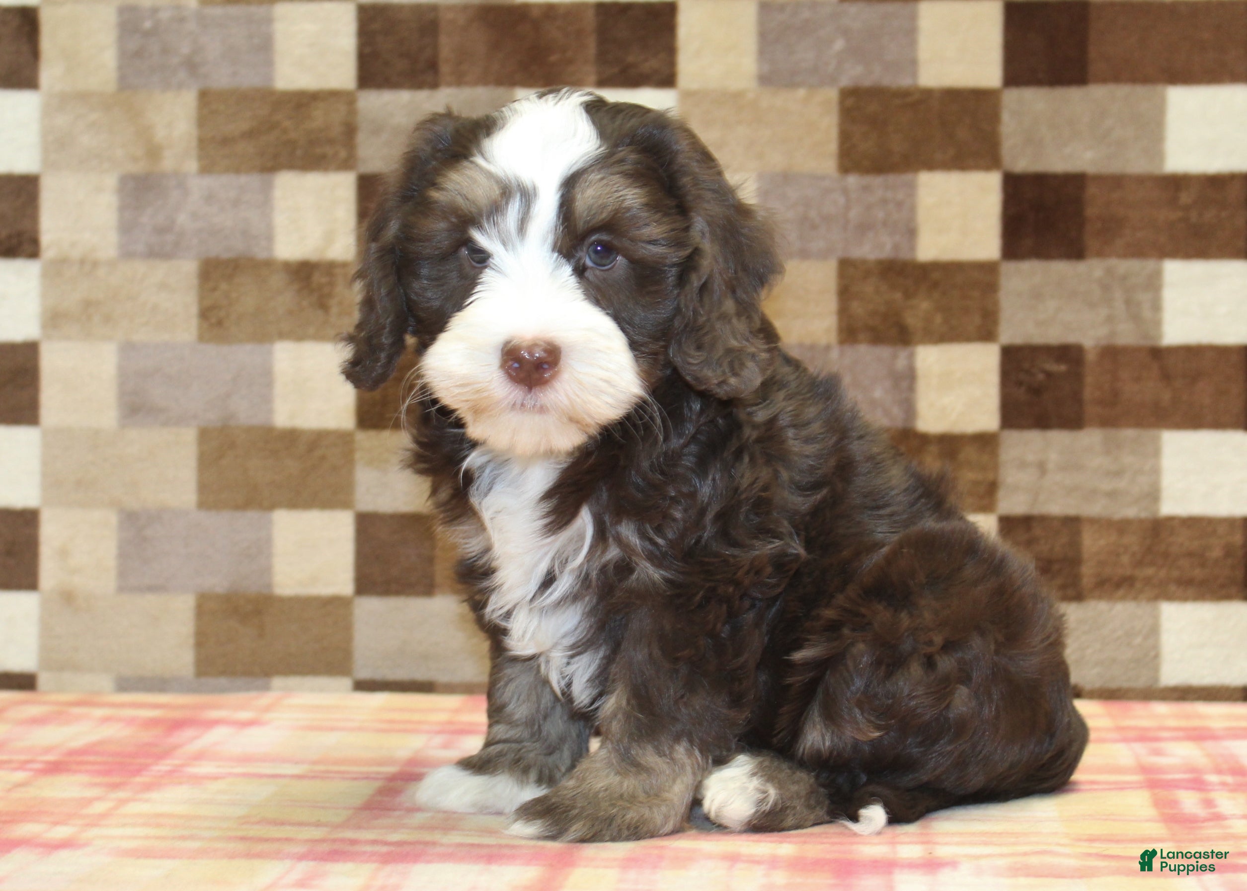 Mini Bernedoodle dogs Alvin - Ad 4