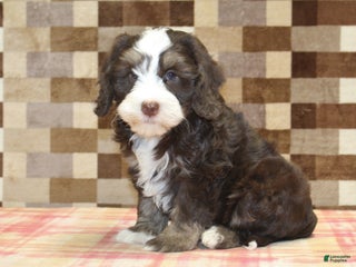 Mini Bernedoodle dogs Alvin - Ad 38