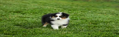 Lana Miniature Australian Shepherd Puppy 
