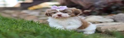 Shih Tzu dogs for sale: Ember - Ad 8