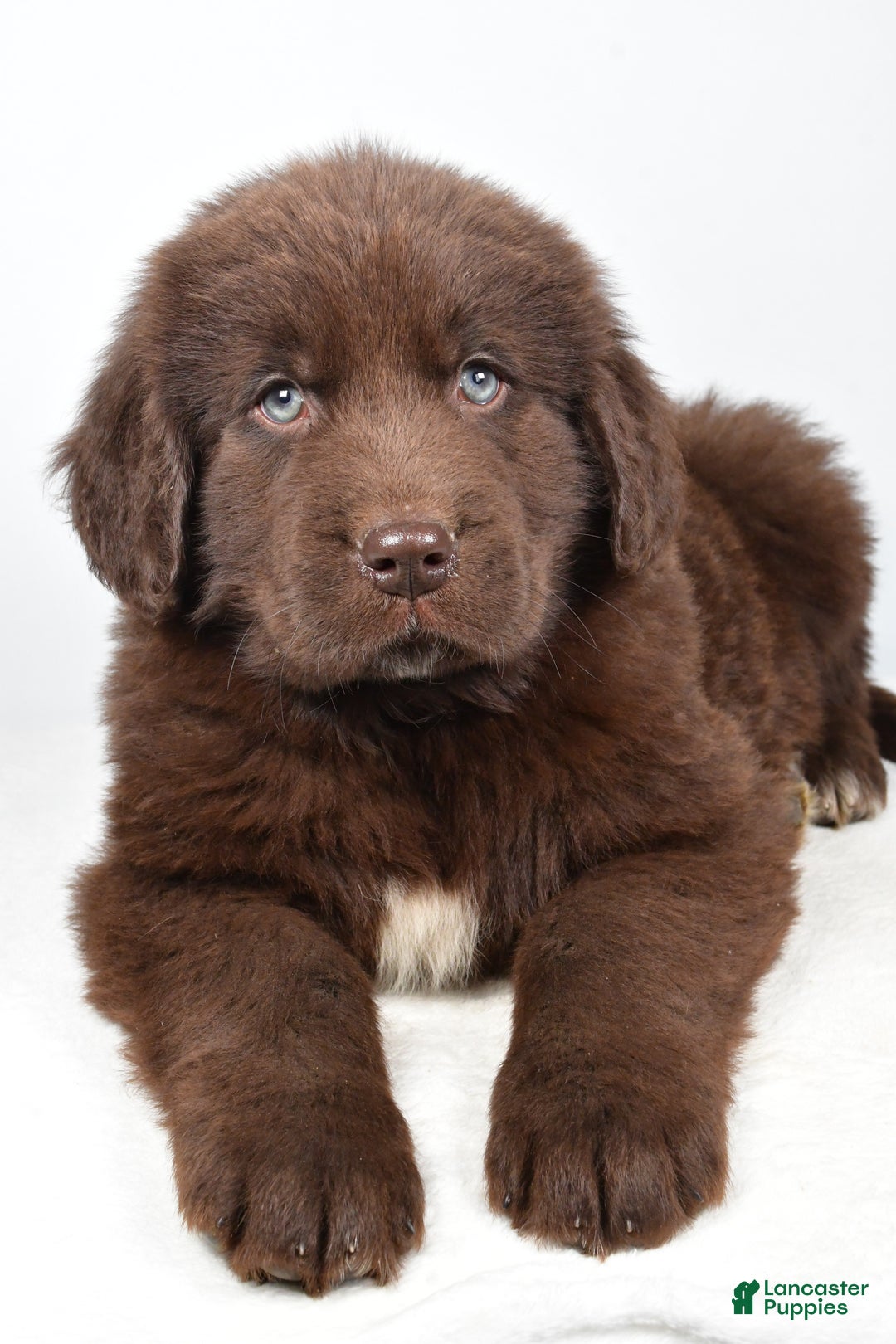 Newfoundland dogs for sale: Patrick - Ad 8