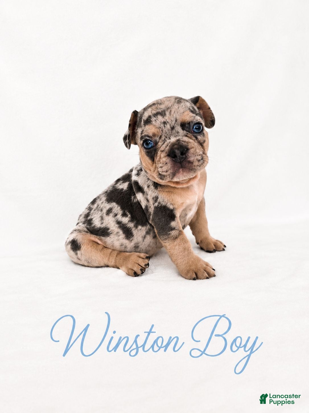 French Bulldog dogs Winston Boy - Ad 2