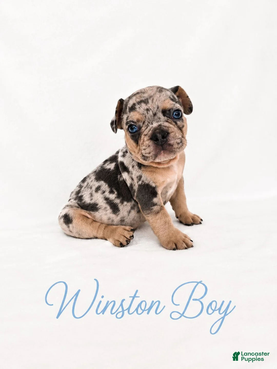 French Bulldog dogs for sale: Winston Boy - Ad 2