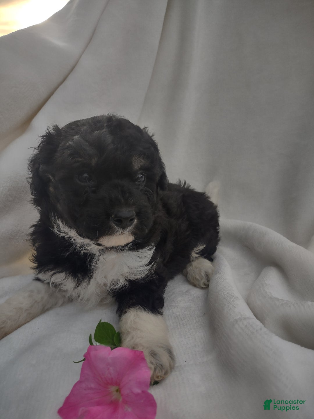 Chipoo dogs for sale: Jezz - Ad 7