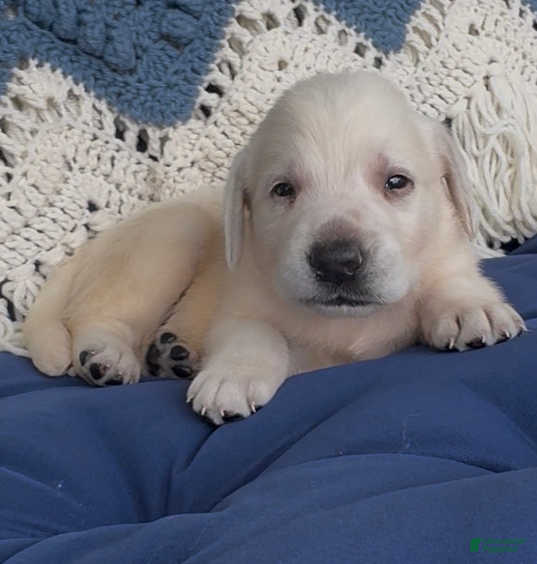 Labrador Retriever dogs Labrador Retriever 3 - Ad 1