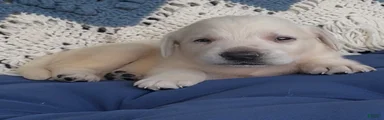 Labrador Retriever 3