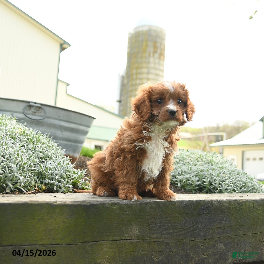 Cavapoo dogs Thor - Ad 2