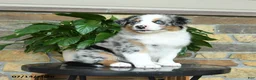 Australian Shepherd dogs for sale: Misty - Ad 3