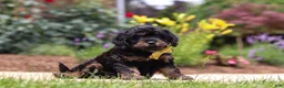Cavapoo dogs for sale: Alex - Ad 3