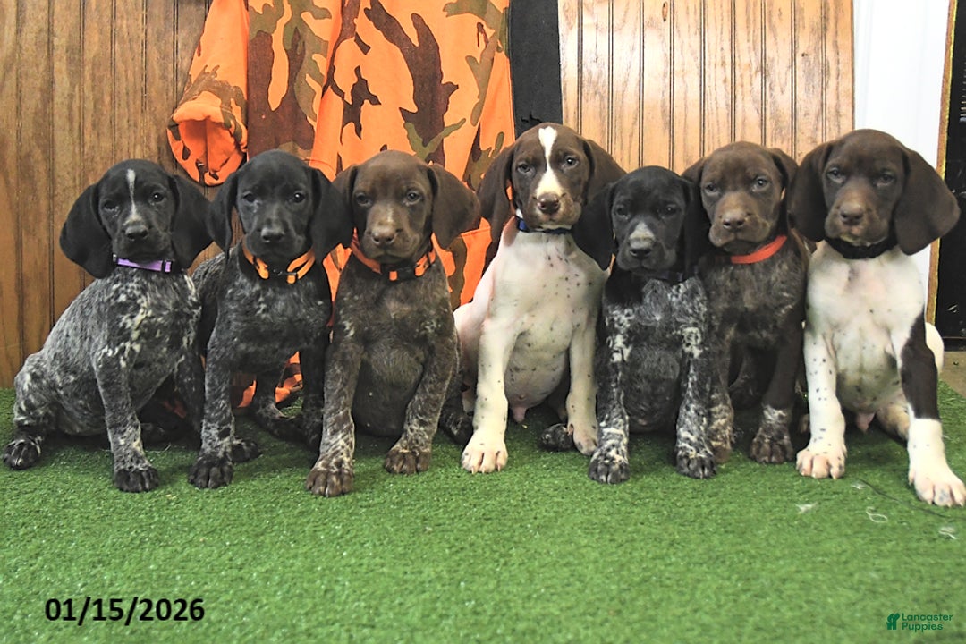 German Shorthaired Pointer dogs for sale: Champ  - Ad 5