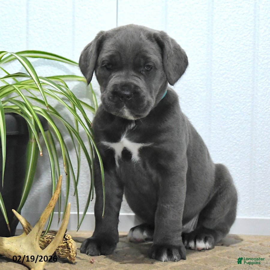 Cane Corso dogs Gem  - Ad 2