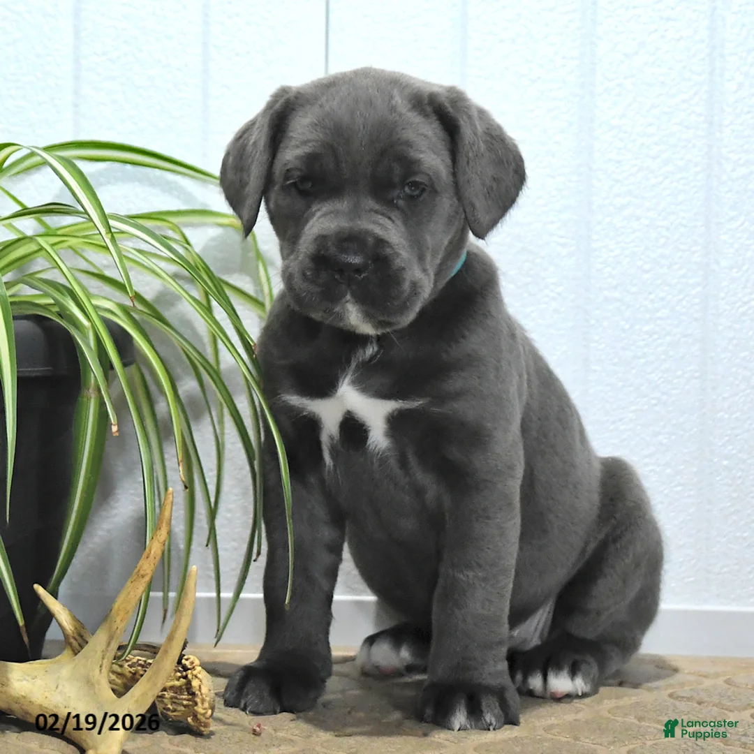 Cane Corso dogs for sale: Gem  - Ad 2