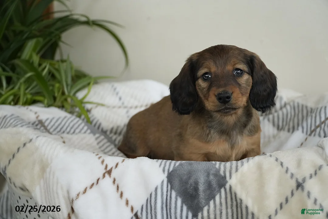 Miniature Dachshund dogs for sale: Sierra - Ad 4