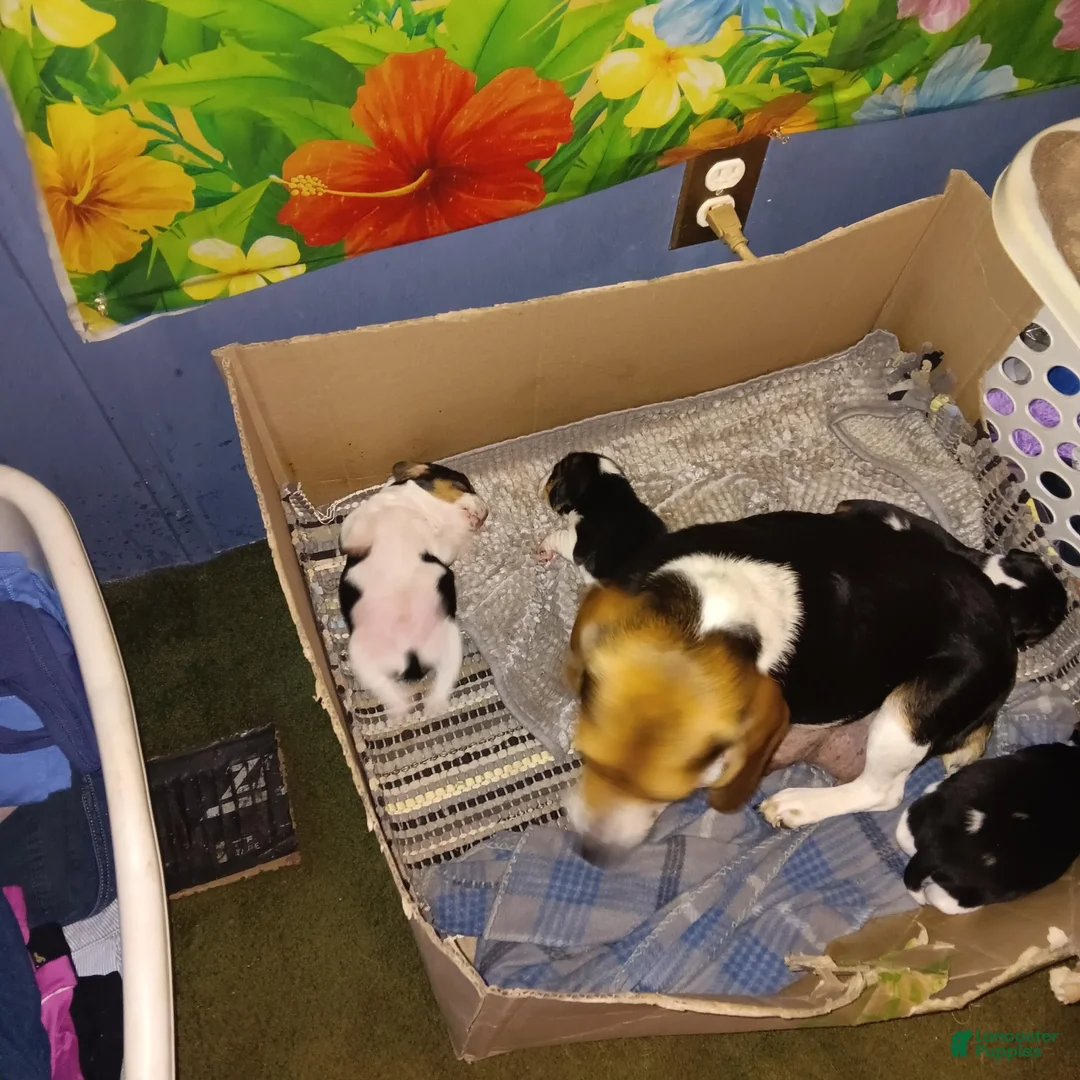 Beagle dogs for sale: Beagle 1 - Ad 2