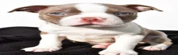 Boston Terrier dogs for sale: Kendall - Ad 2