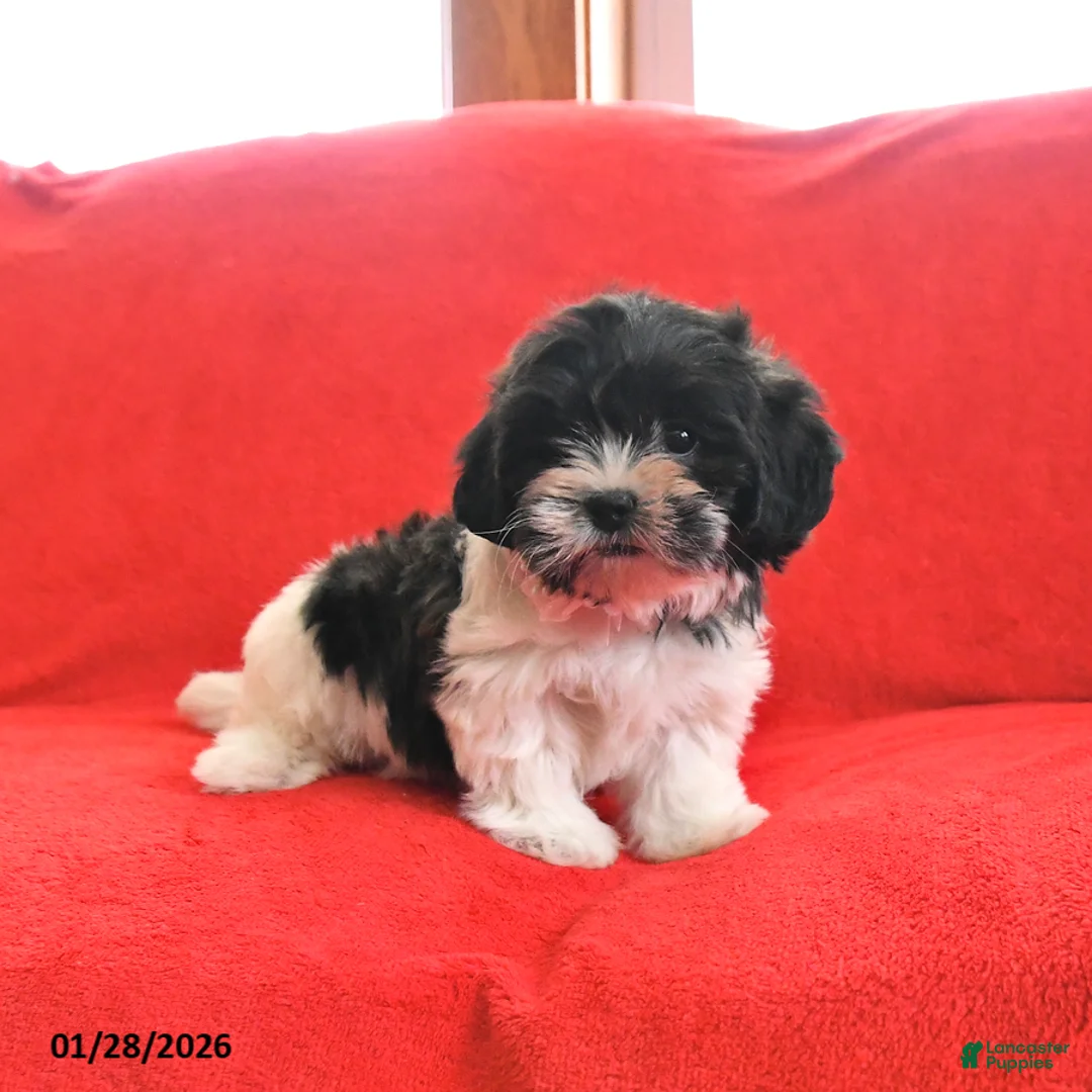 Teddy Bear dogs for sale: Lady - Ad 3