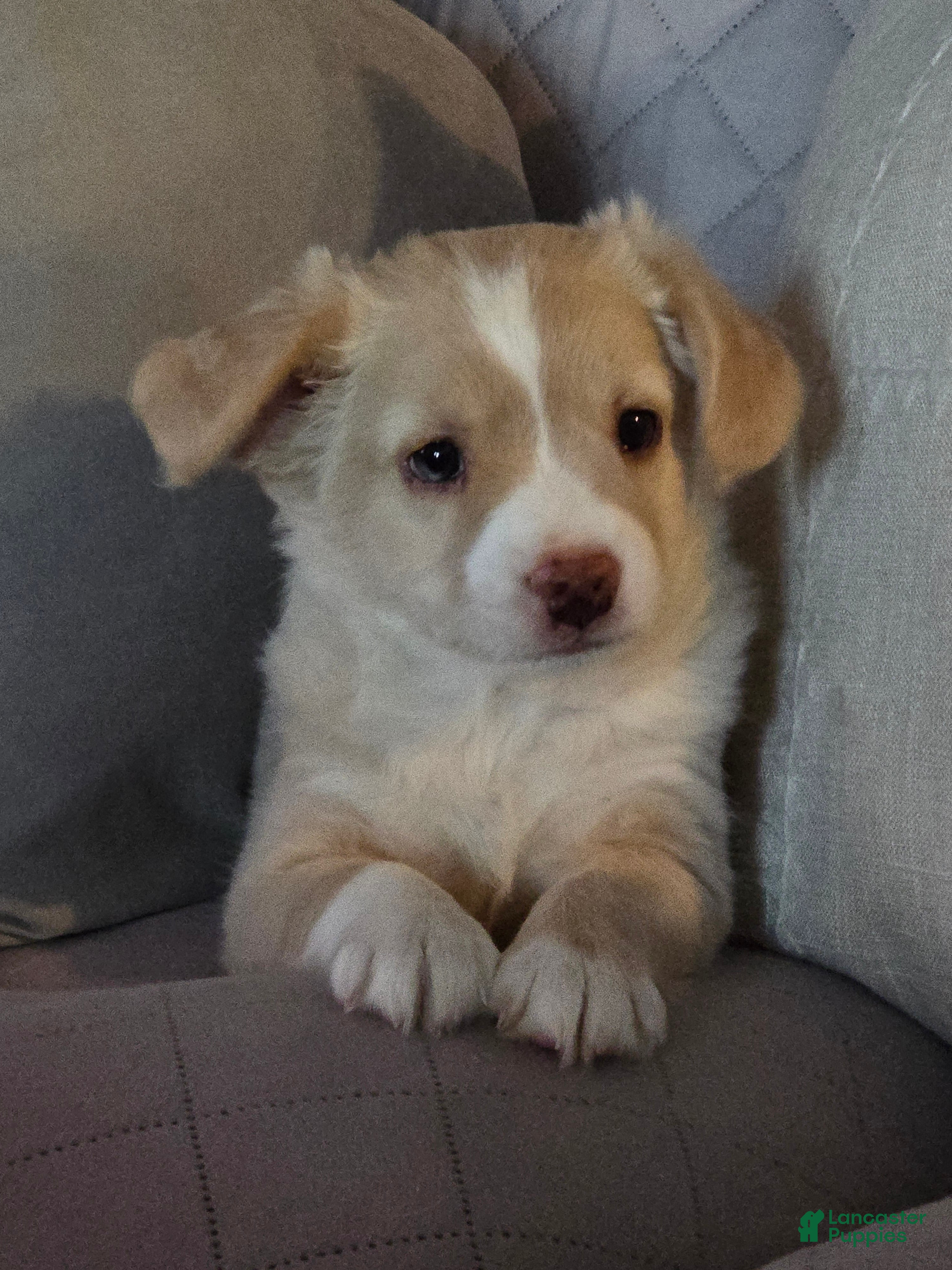 Miniature Australian Shepherd dogs Miniature Australian Shepherd Puppy 5 - Ad 1