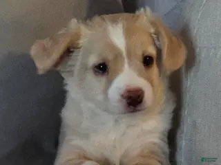 Miniature Australian Shepherd dogs Miniature Australian Shepherd Puppy 5 - Ad 2