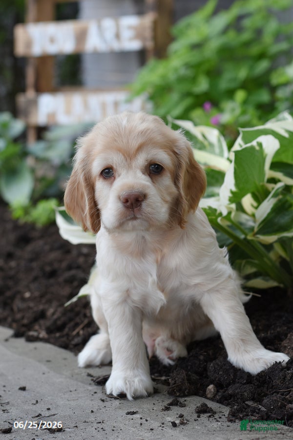 Cocker Spaniel dogs Davie - Ad 1