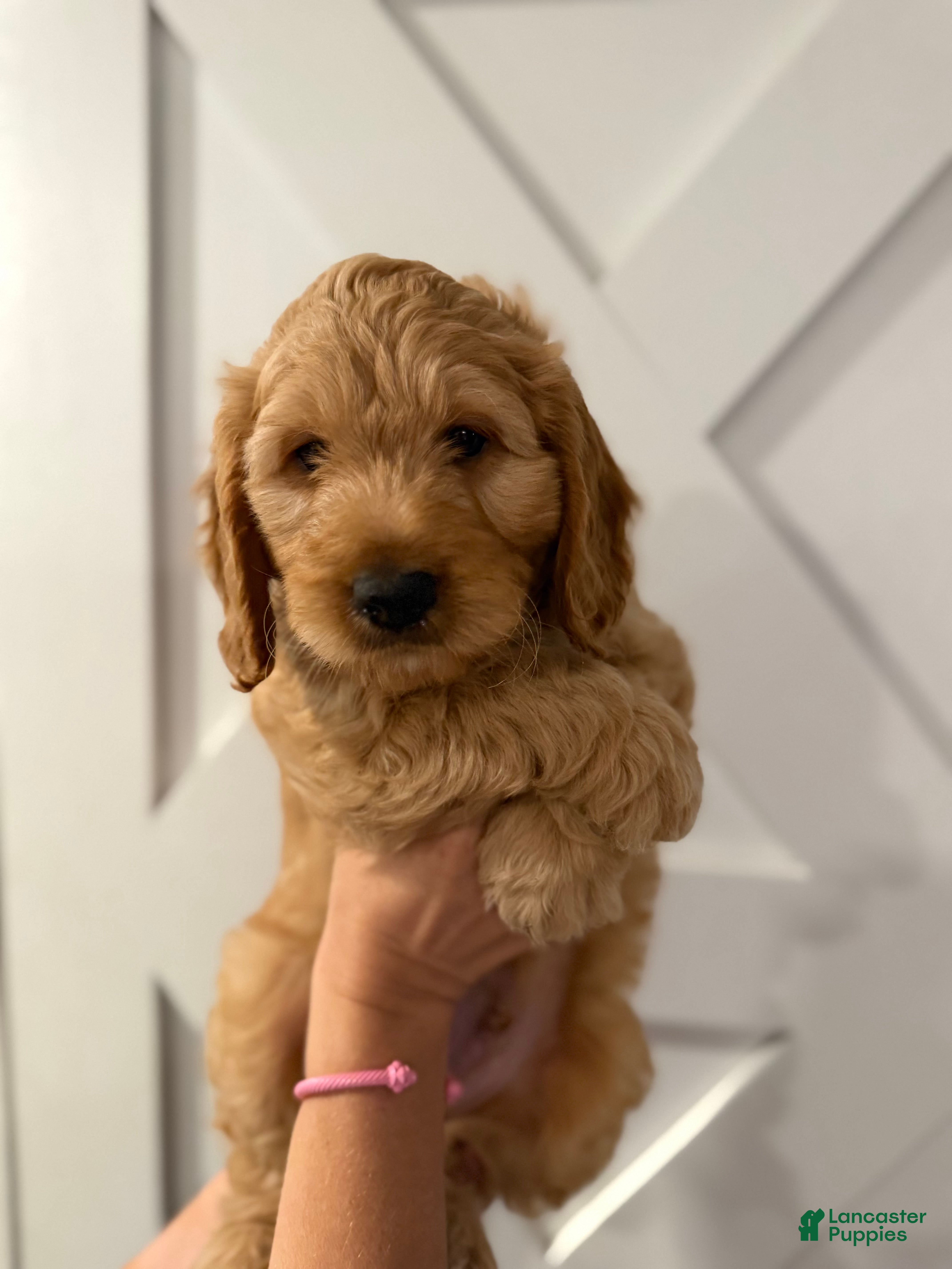 Mini Goldendoodle dogs Captain - Ad 36