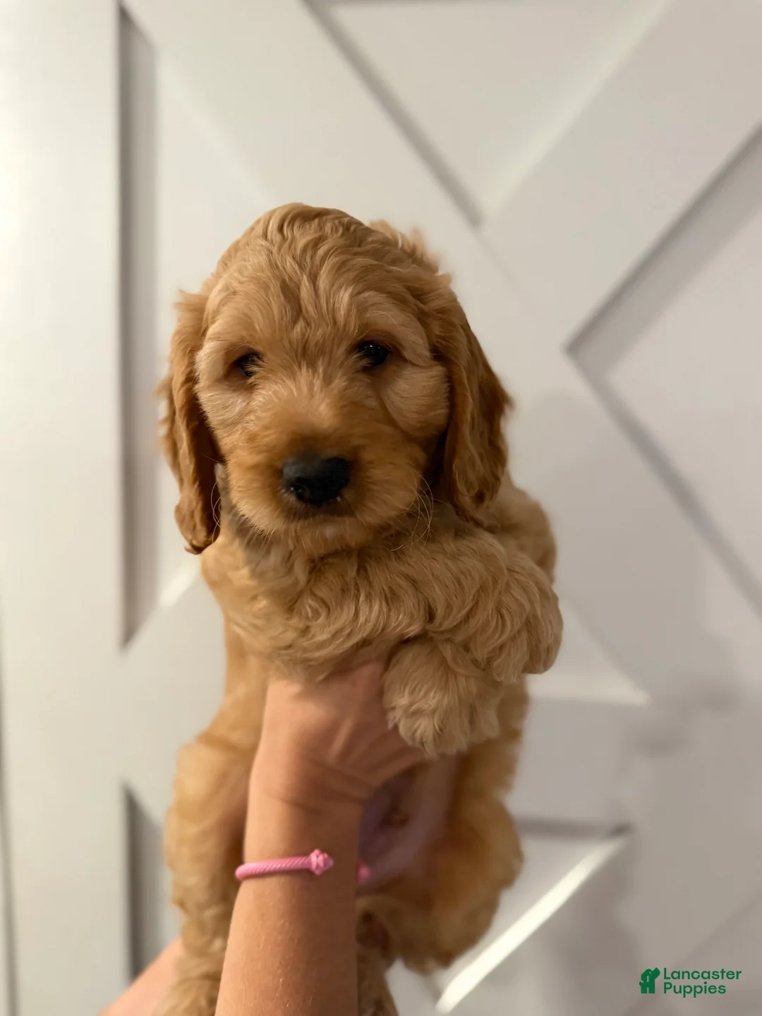Mini Goldendoodle dogs for sale: Captain - Ad 1