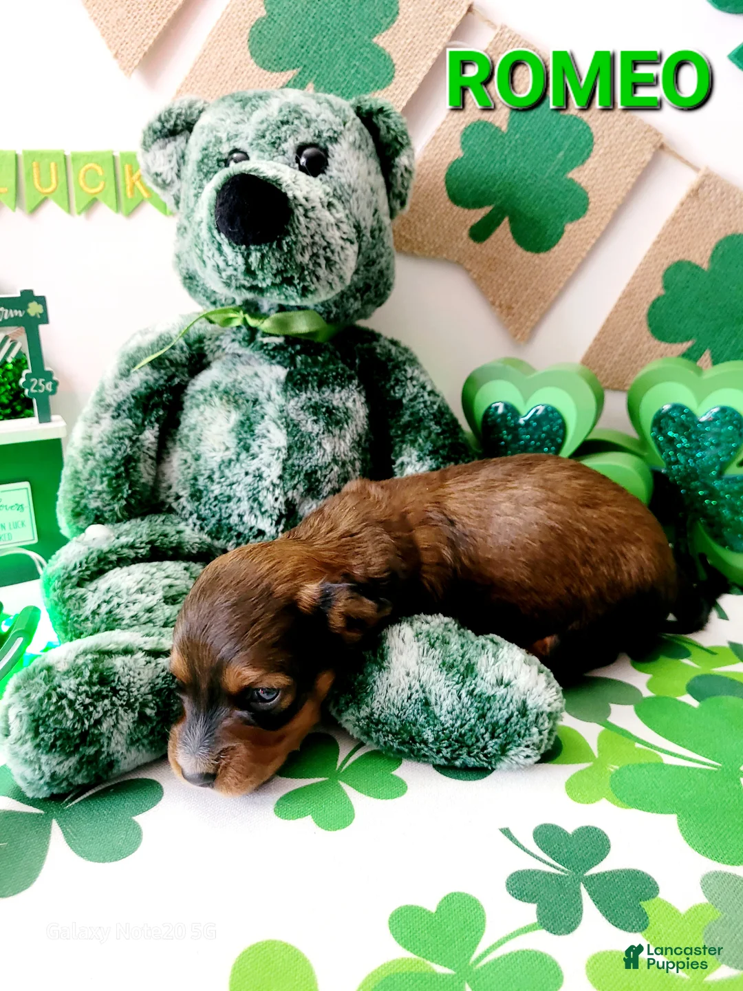 Miniature Dachshund dogs for sale: Romeo - Ad 2