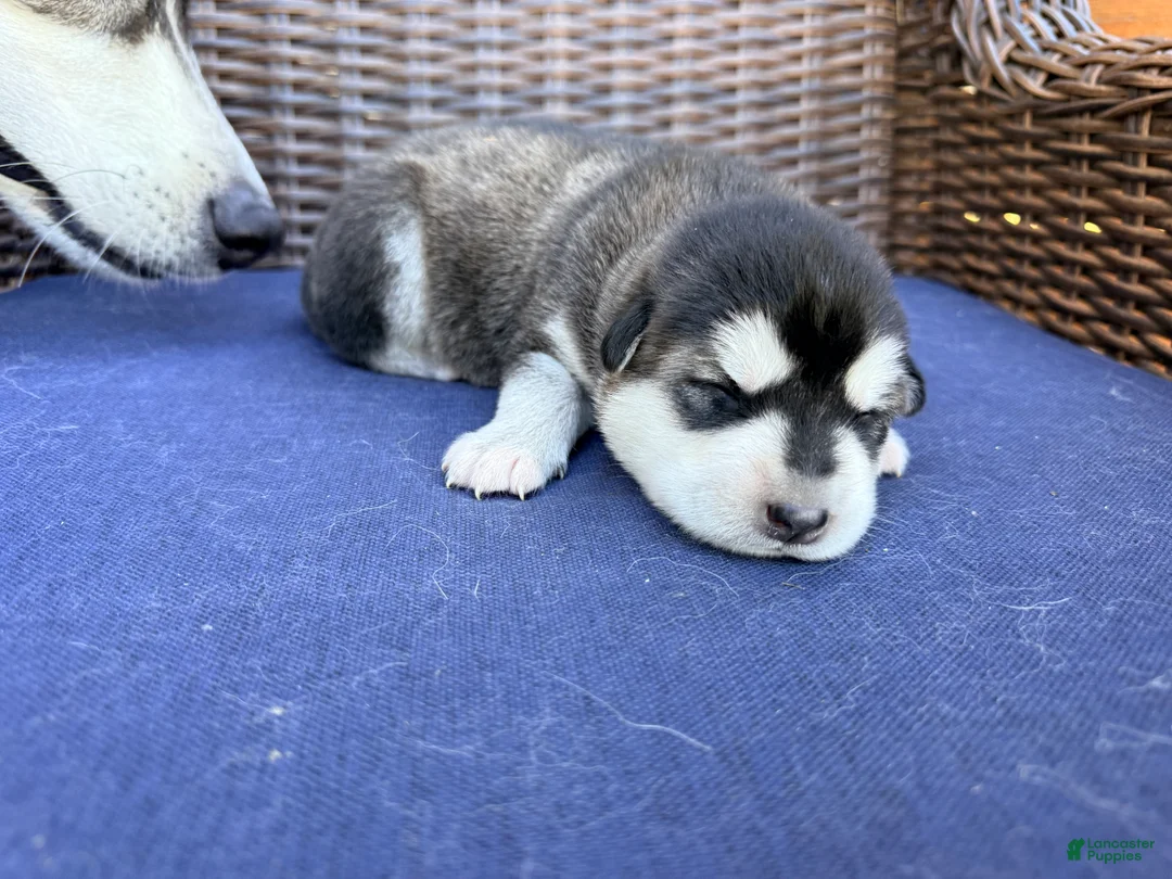 Alaskan Malamute dogs for sale: Alaskan Malamute Puppy 6 - Ad 5