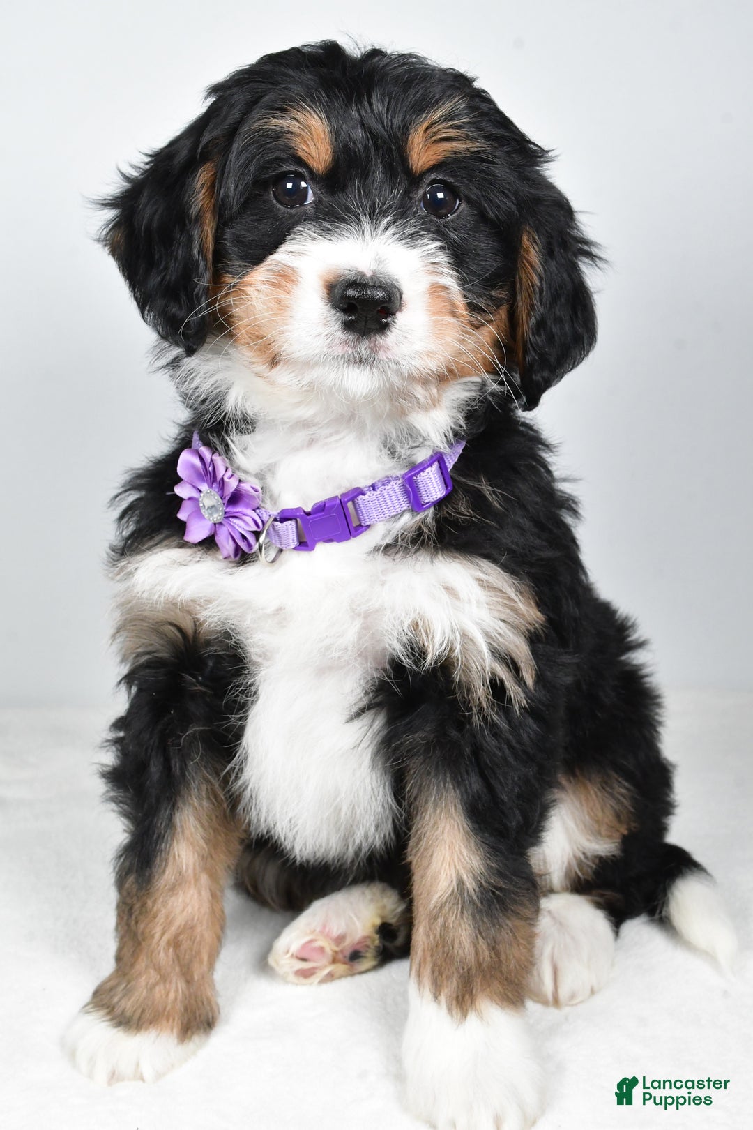 Mini Bernedoodle dogs for sale: Ava - Ad 4