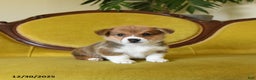 Welsh Corgi Pembroke dogs for sale: Pete - Ad 6