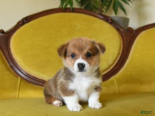 Welsh Corgi Pembroke dogs Pete - Ad 21