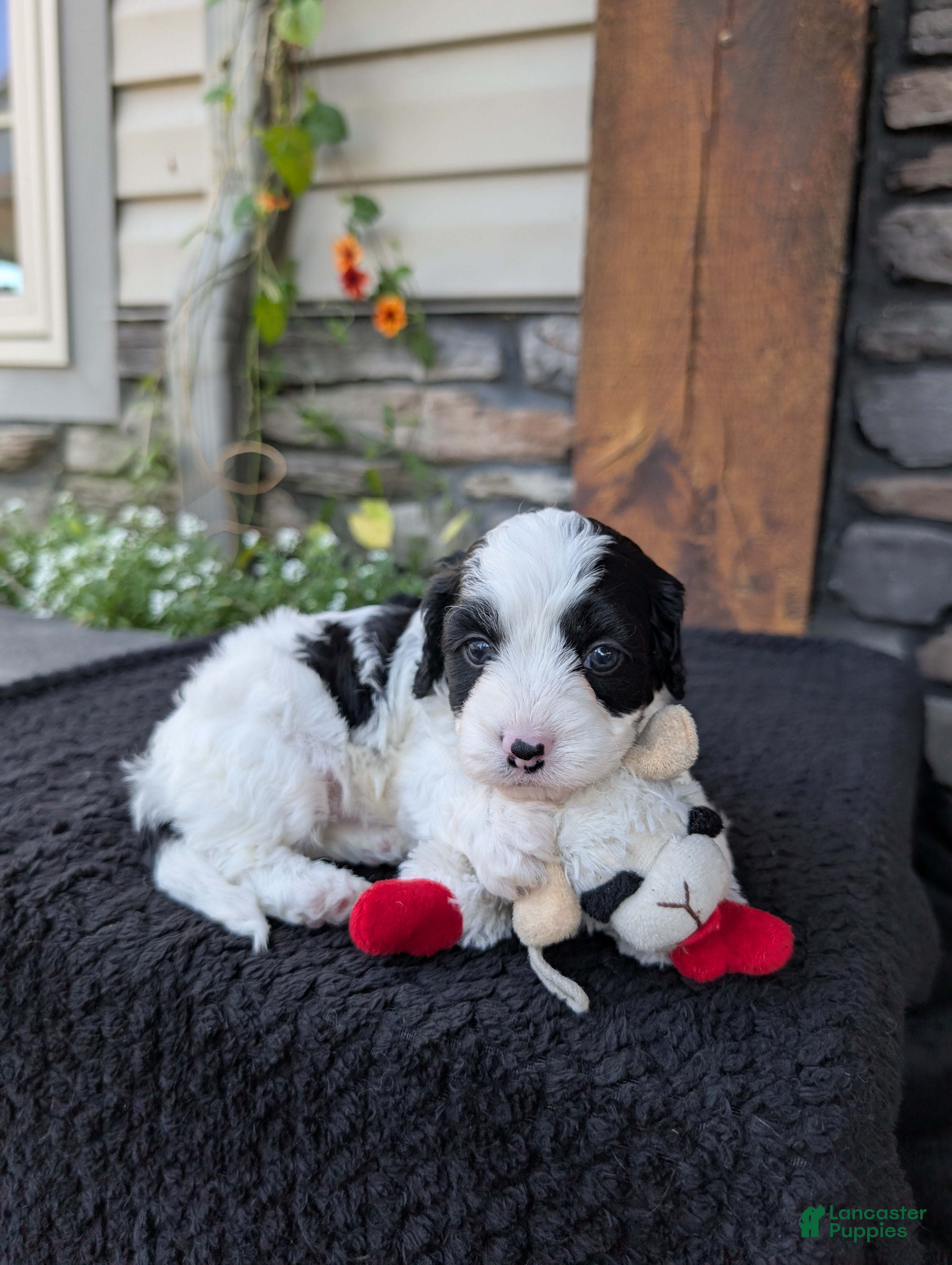 Cavapoo dogs Toby  - Ad 22