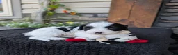 Cavapoo dogs for sale: Toby  - Ad 1