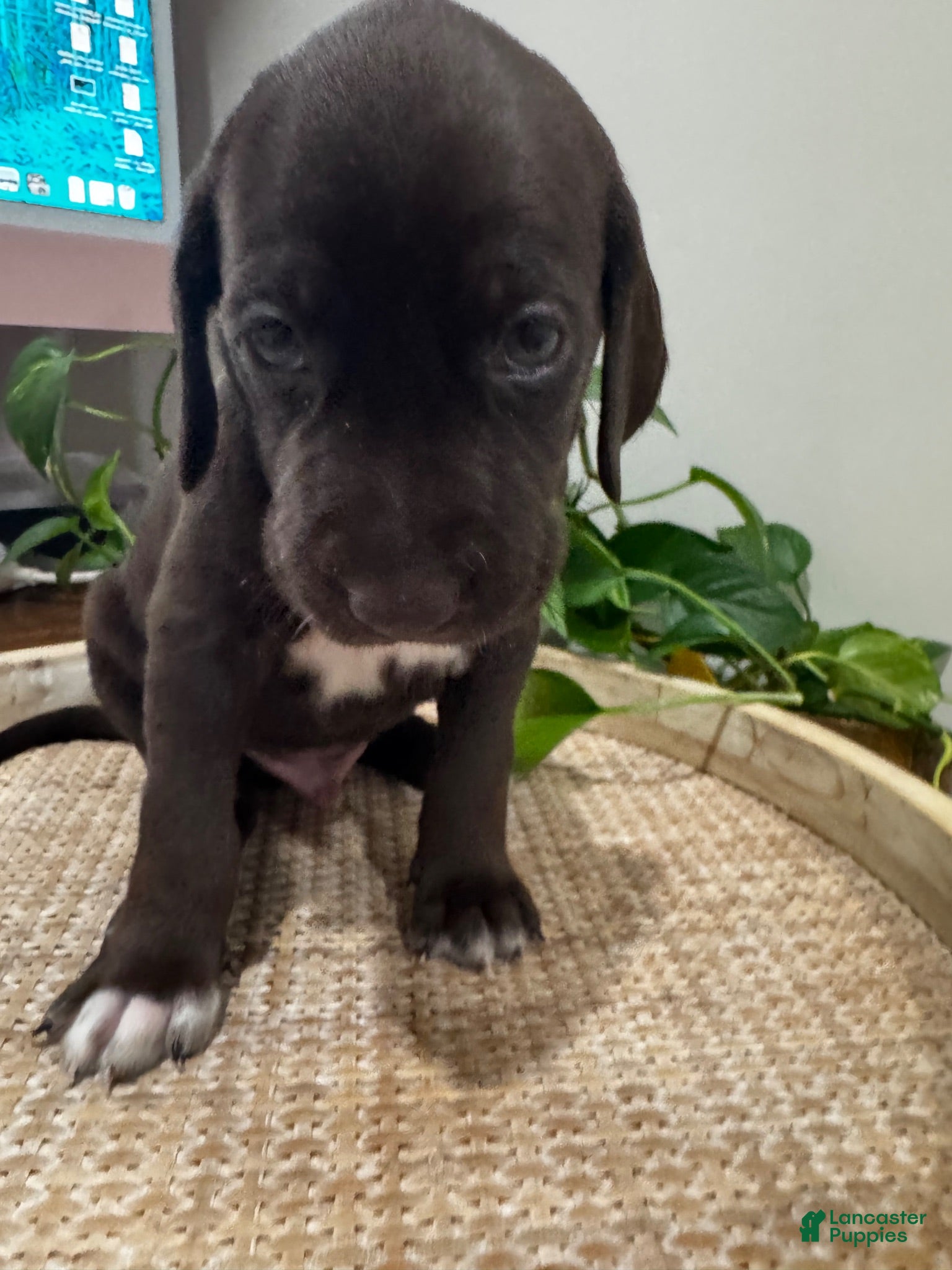 Mixed Breed dogs Teal - Ad 2