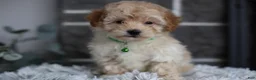 Maltipoo dogs for sale: Reese - Ad 3