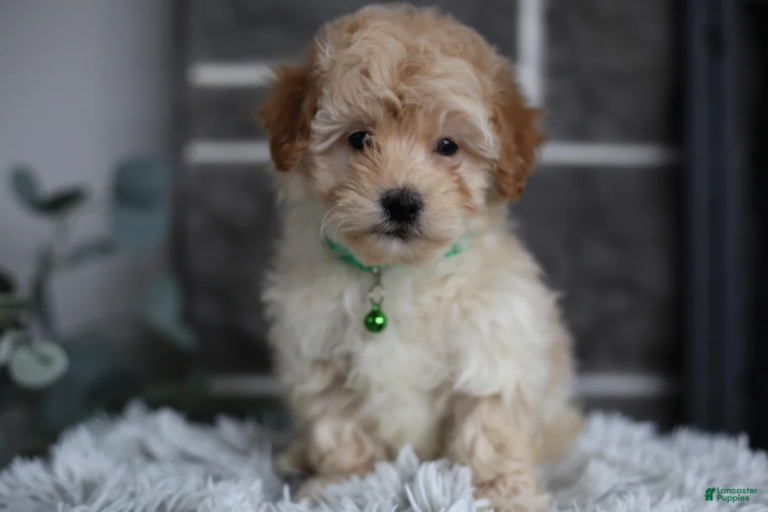 Maltipoo dogs for sale: Reese - Ad 3