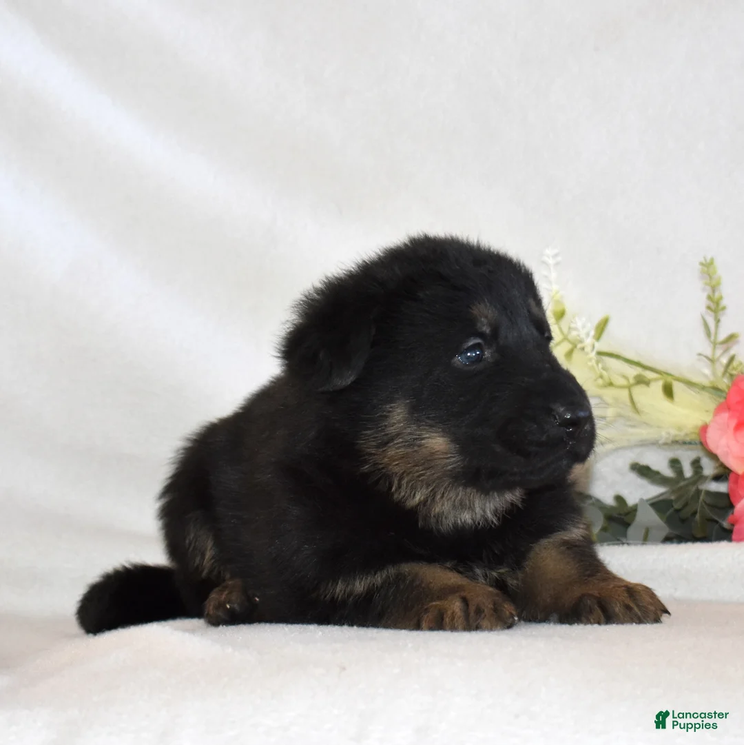 German Shepherd dogs for sale: Smokey - Ad 4