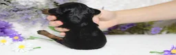 Toy Poodle dogs for sale: Phantom  - Ad 5