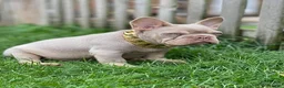 French Bulldog dogs for sale: Jami - Ad 2