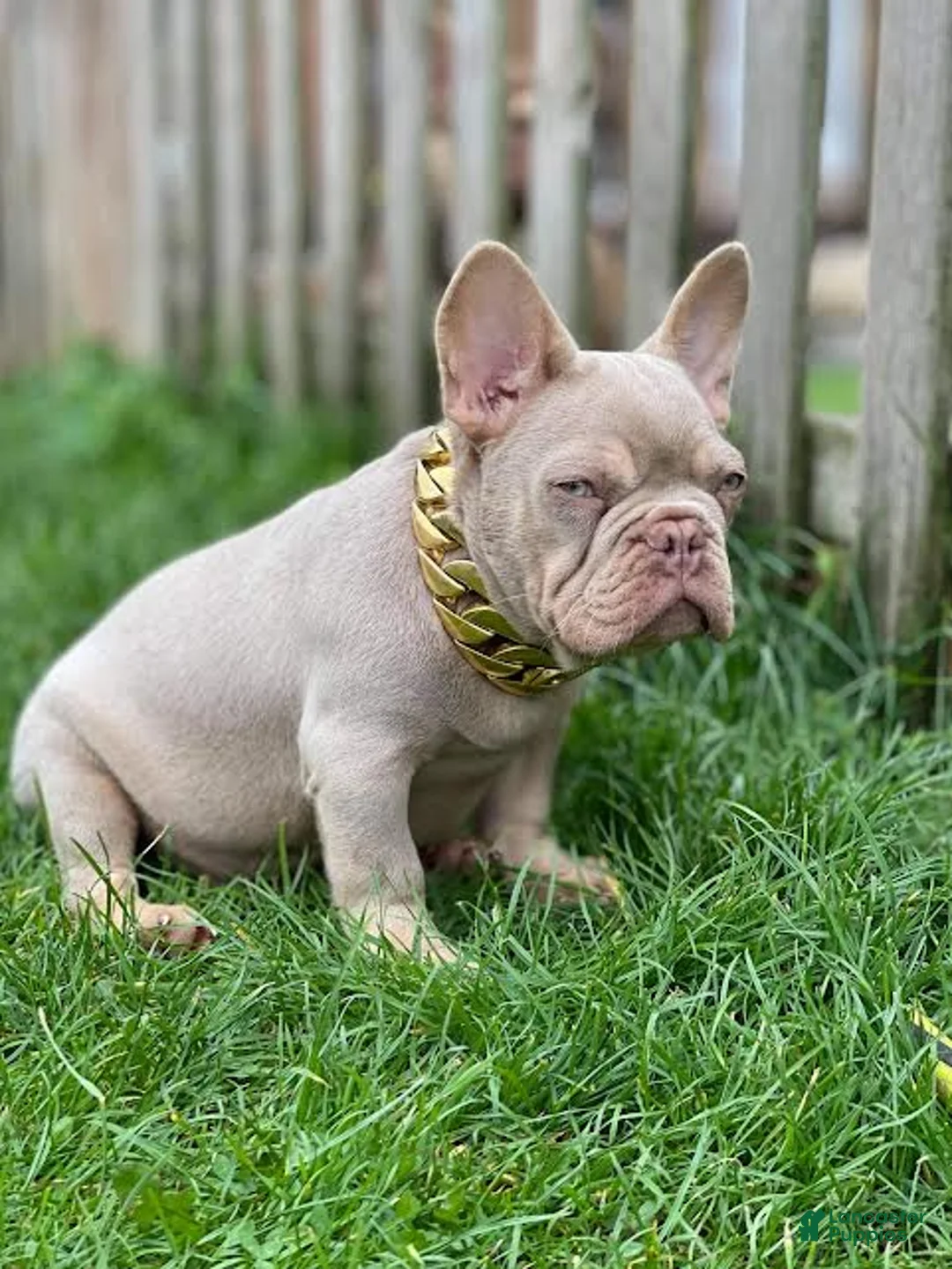 French Bulldog dogs for sale: Jami - Ad 2