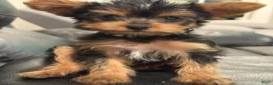 Yorkshire Terrier 1