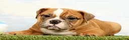 Olde English Bulldogge dogs for sale: Nora - Ad 3