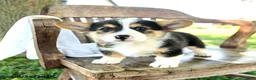 Welsh Corgi Pembroke dogs for sale: Renelle - Ad 2
