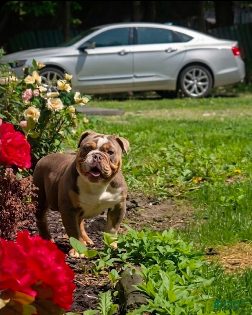 Olde English Bulldogge dogs Olde English Bulldogge Puppy 1 - Ad 2