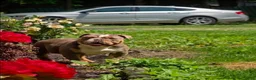 Olde English Bulldogge dogs for sale: Olde English Bulldogge Puppy 1 - Ad 3