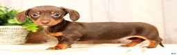 Miniature Dachshund dogs for sale: Mia - Ad 3