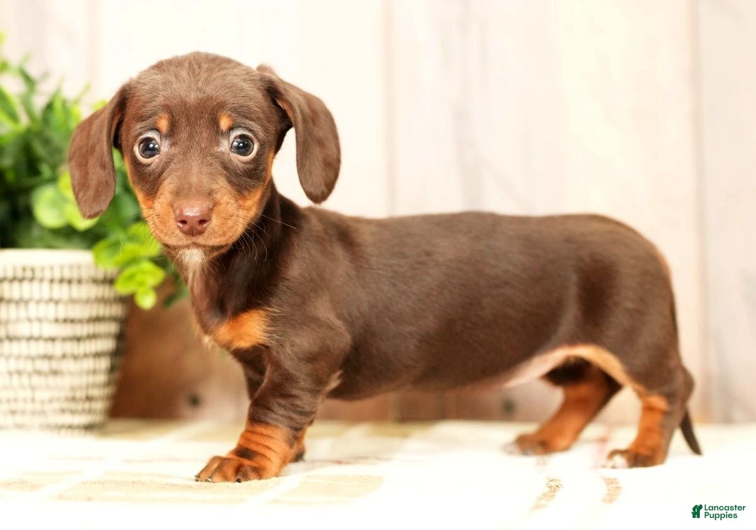 Miniature Dachshund dogs for sale: Mia - Ad 3