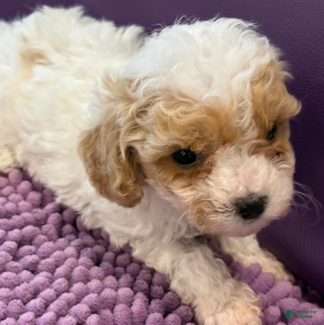 Standard Poodle dogs for sale: Sammy - Ad 1