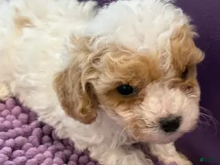 Standard Poodle dogs for sale: Sammy - Ad 2