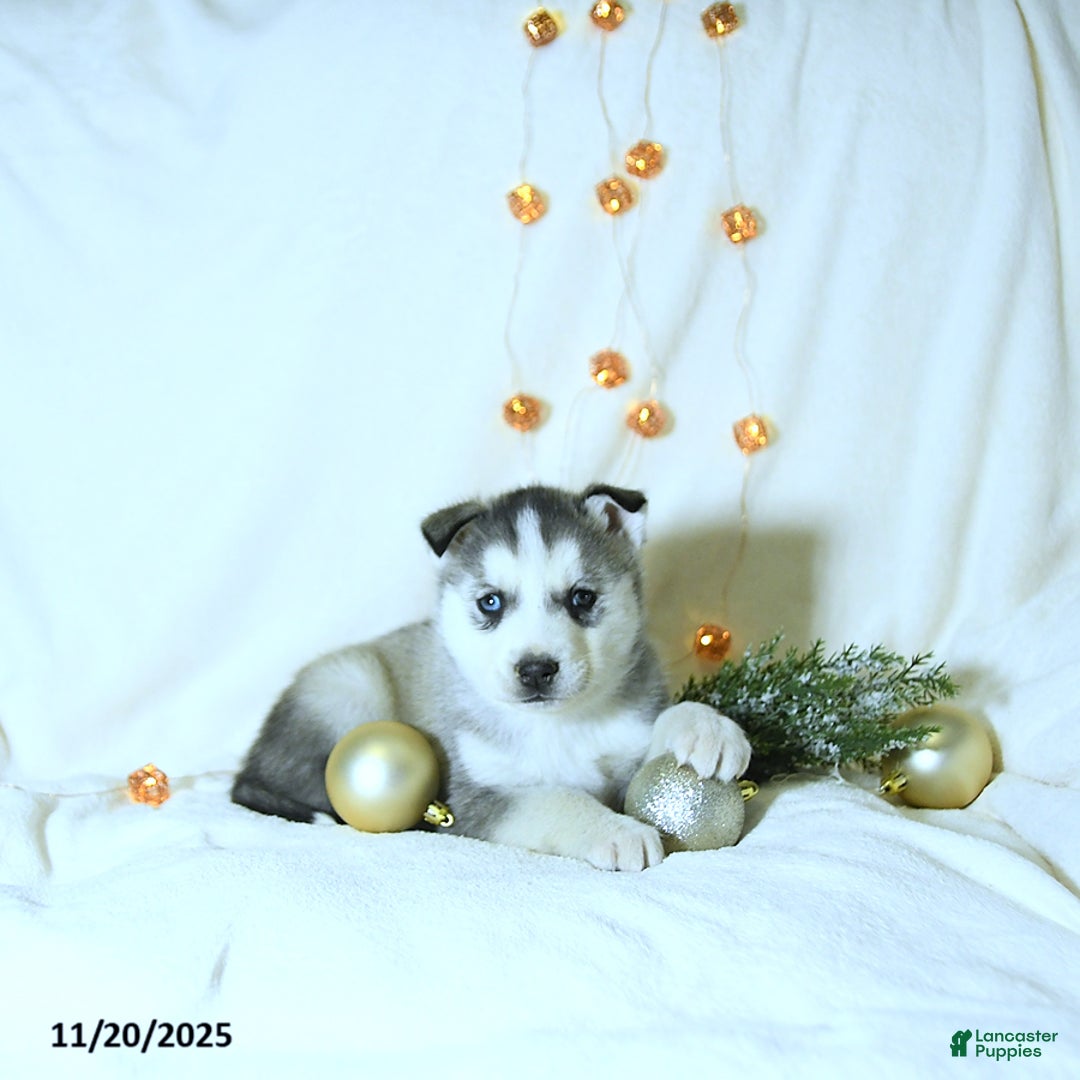 Siberian Husky dogs for sale: Riley - Ad 1