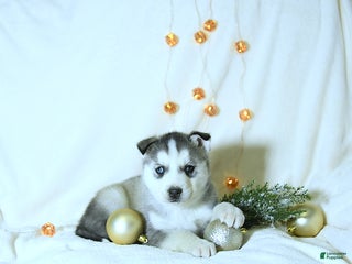 Siberian Husky dogs Riley - Ad 42